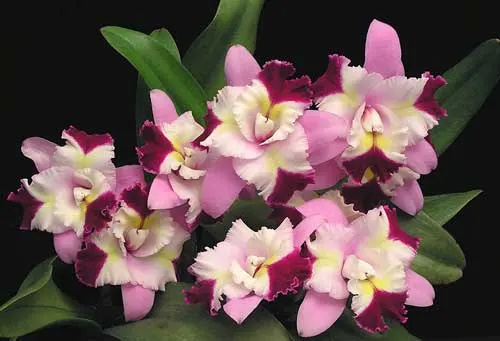 Laeliocattleya Mari\'s Song