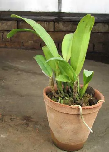 Laeliocattleya Mari\'s Song