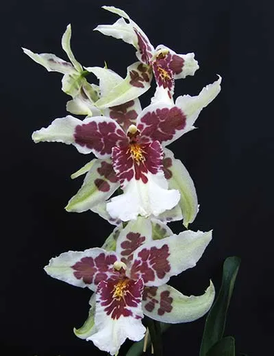 Beallara Tahoma Glacier 'Green'