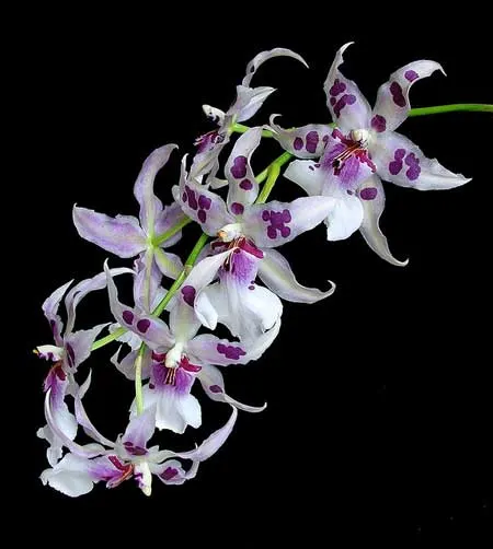 Beallara Peggy Ruth Carpenter 'Morning Joy'