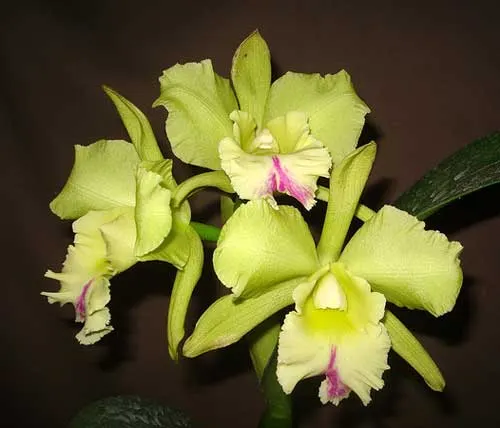 Brassolaeliocattleya Mystic Isles \'Green\'