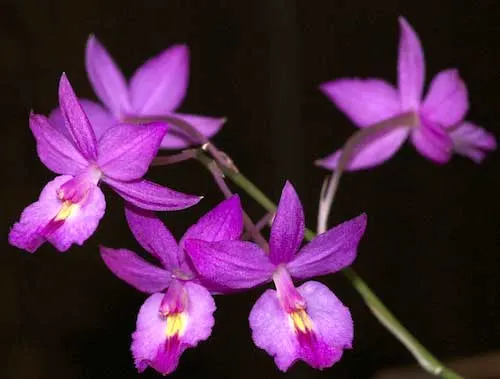 Bardendrum Cyclotella Jerusan \'CT Red Bird\'