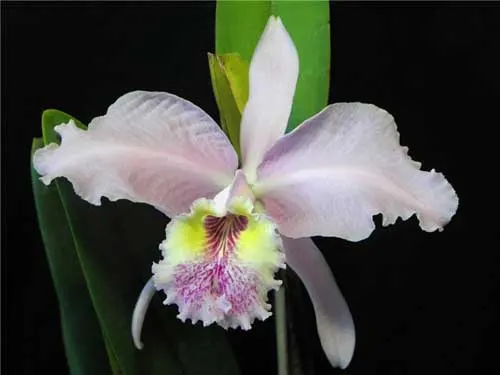 Cattleya lueddemanniana (alba \'Ricardo\' x semi alba \'Eliza\')