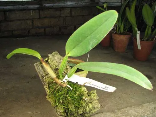 Cattleya lueddemanniana (alba \'Ricardo\' x semi alba \'Eliza\')