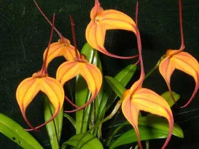 Masdevallia Cassiope (coccinea x triangularis)