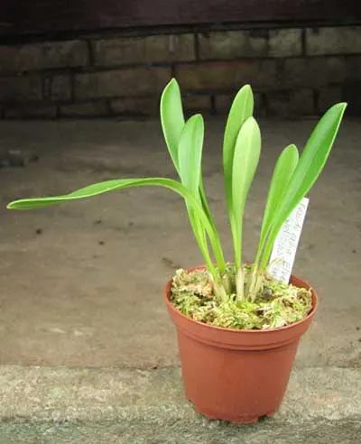 Masdevallia Elven Gem (welischii x infracta)