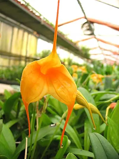 Masdevallia Aquarius (constricta x davisii)