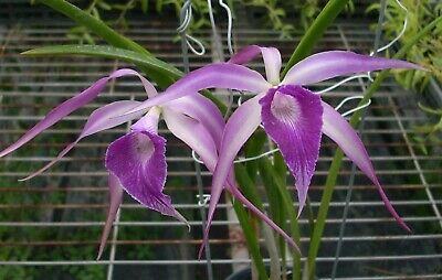 Brassocattleya Amethyst (Laelia purpurata x Brassavola cucullata)