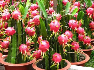 Mini Dragon Fruit