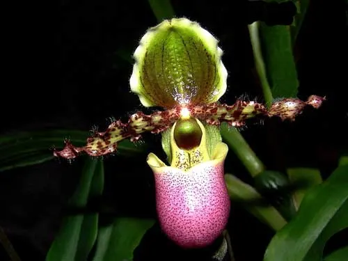 Paphiopedilum chamberlainianum var. liemianum