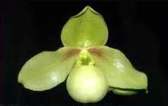 Paphiopedilum primulinum x emersonii