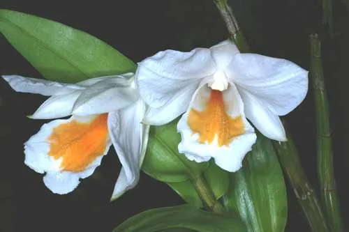 Dendrobium formosanum