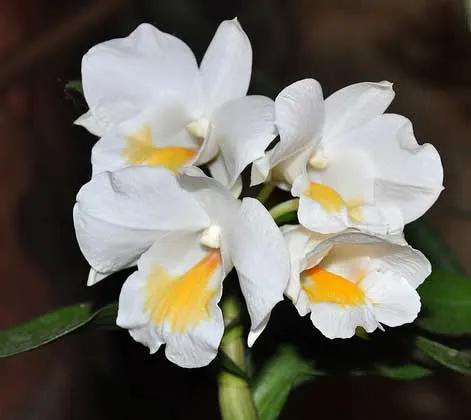 Dendrobium formosanum 'Giant'