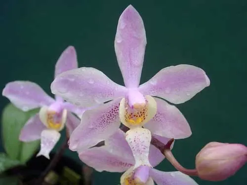 Renanthera citrina x Phalaenopsis schilleriana