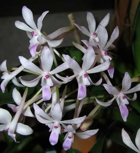 Neofinetia falcata x Rhynchostylis retusa