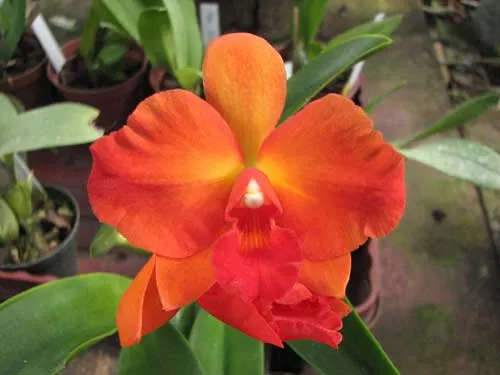 Guarisophleya Sunrise Doll 'Sweet Valentine'