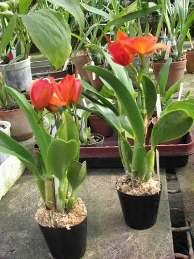 Guarisophleya Sunrise Doll 'Sweet Valentine'