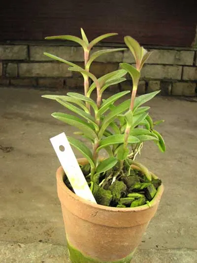 Epidendrum Red