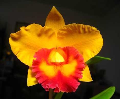 Potinara Chief Free 'Happy Tuesday'
