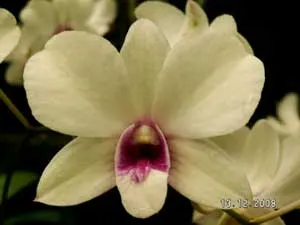 Dendrobium Imelda x Burana Jade