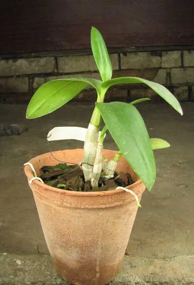 Dendrobium Jairak Blue Star