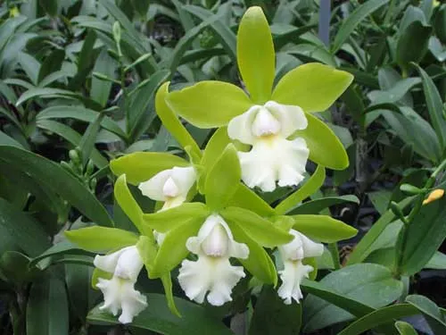 Epicattleya Vienna Woods x Cattleya Thospol Spot