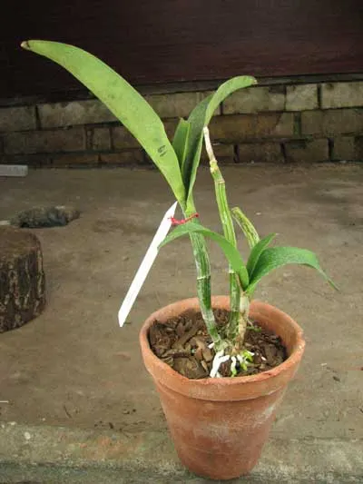 Epicattleya Vienna Woods x Cattleya Thospol Spot