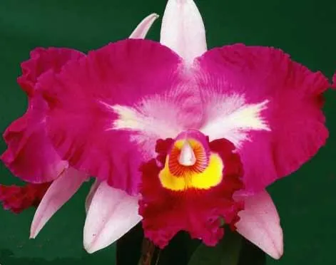 Cattleya Moscombe x Laeliocattleya Wayndora 'Shan Beauty'