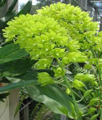 Grammatophyllum multiflora var. citrinum
