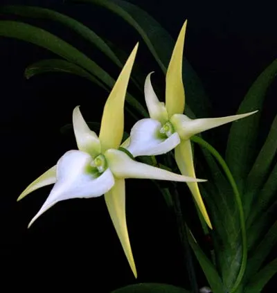 Angraecum longicalcar x sesquipedale