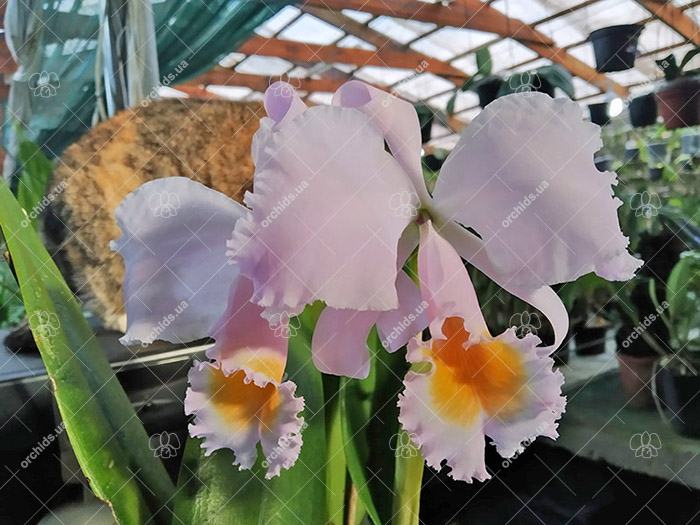 Cattleya schroederae