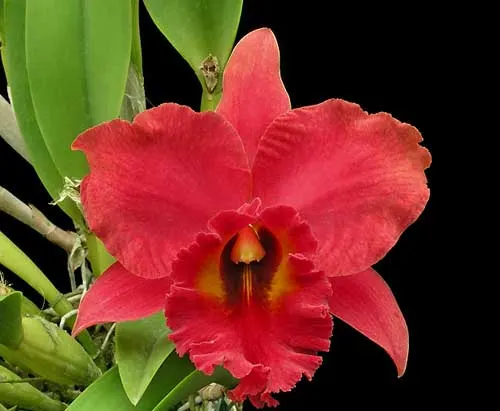 Laeliocattleya Royal Emperor