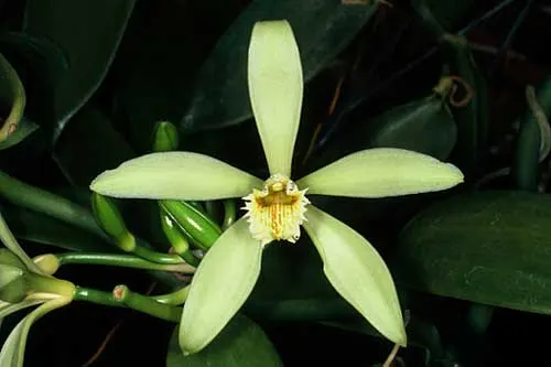 Vanilla tahitensis