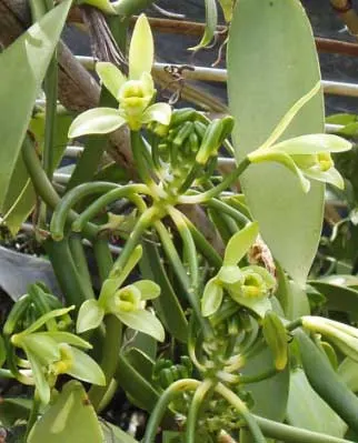 Vanilla fragrans