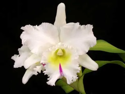 Brassolaeliocattleya Mount Hood 'Mary'