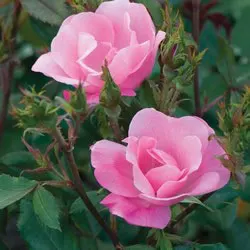 Rose Pink Knock Out