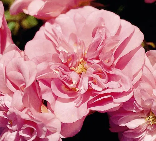 Rose Pearl Mirato