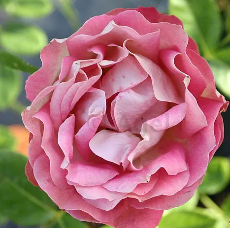 Rose Acropolis