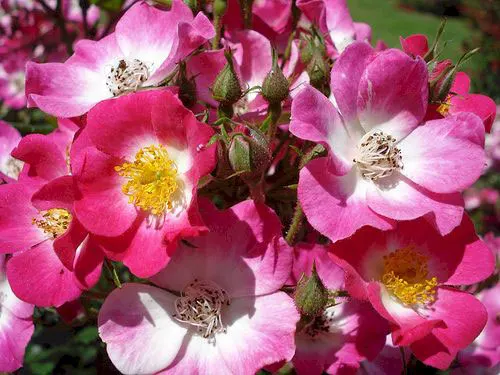 Rose Mozart