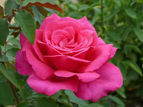 Rose Parole