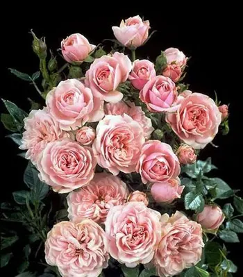 Rose Pink Hit