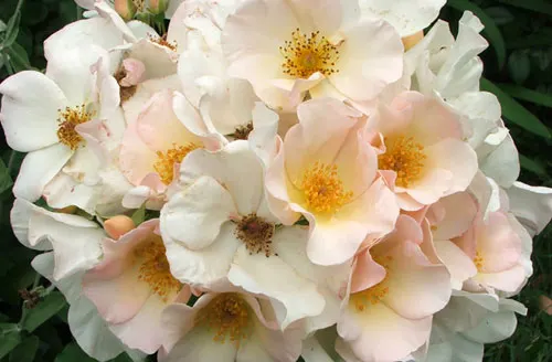 Rose Sally Holmes
