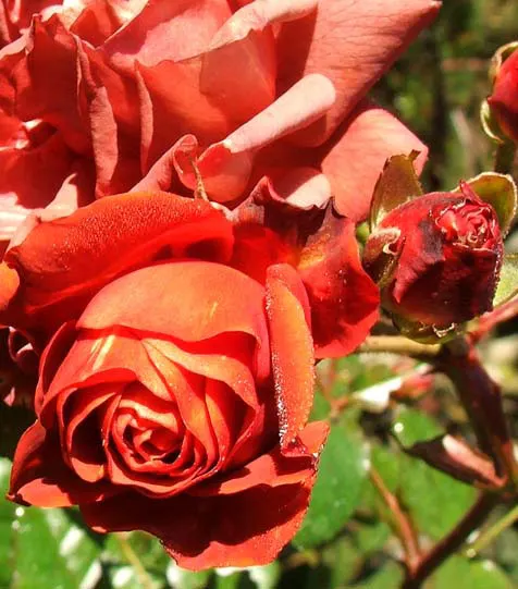 Rose Red Flame