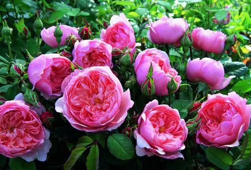 Rose Pink Swany