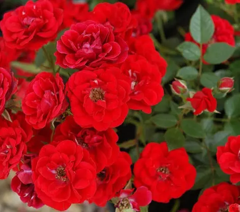 Rose Intense Cover