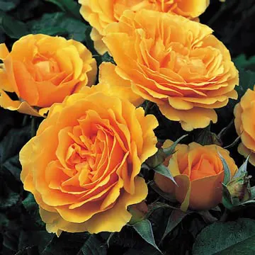 Rose Amber Queen