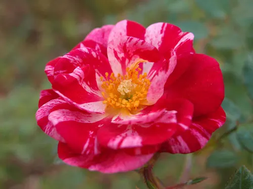 Rose Candy Cover