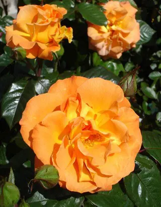 Rose Westzeit