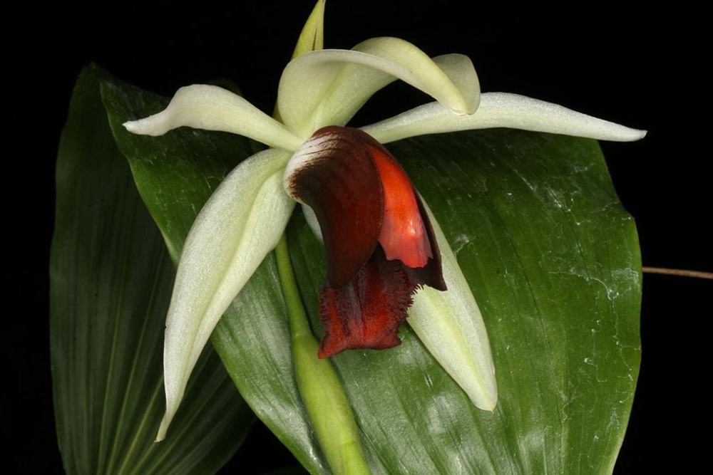 Coelogyne usitana