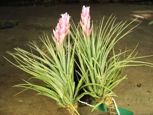 Tillandsia Cotton Candy